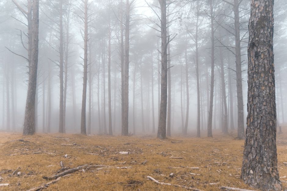 Composition Tips for Nature Photography That Actually Work