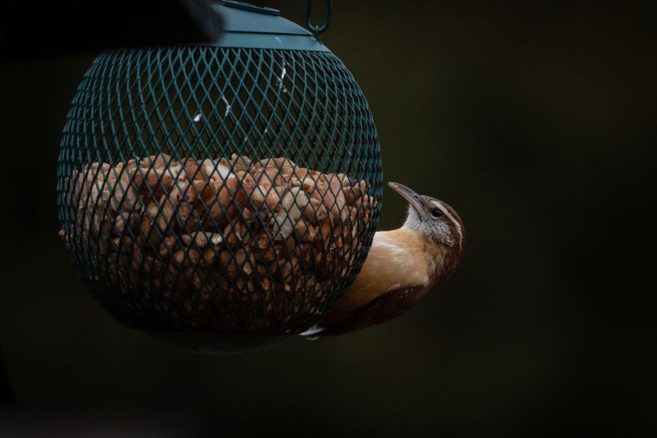Photographing Backyard Birds: Small Subjects, Big Rewards