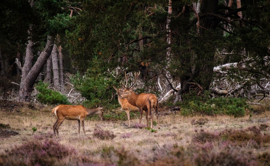 Reading Animal Behavior: The Skill That Improves Every Shot